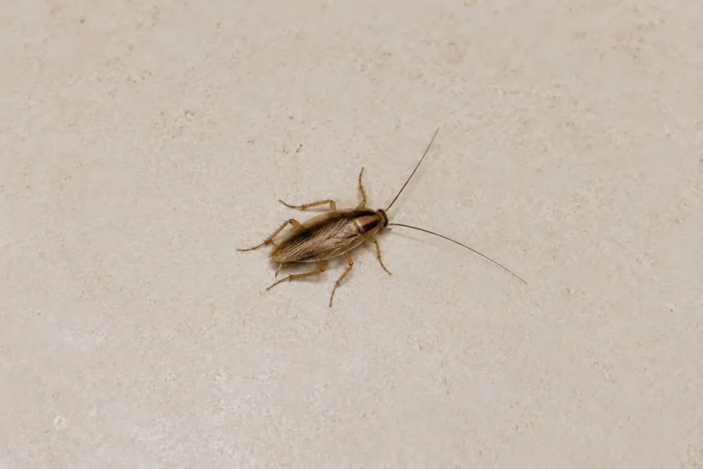 The German cockroach in plant city florida
